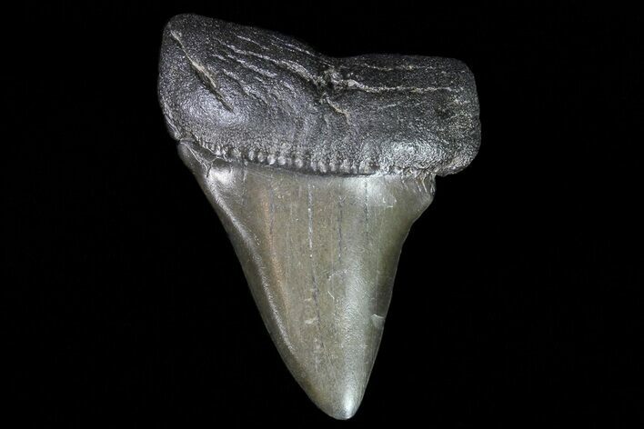 Fossil Mako Shark Tooth - Georgia #75045